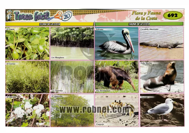 Flora Y Fauna De La Costa
